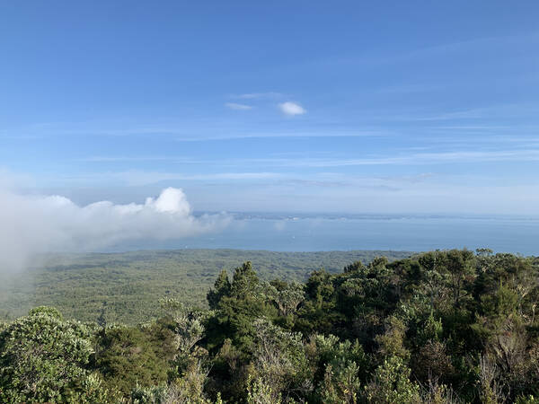 After just 11 kilometers, the 260 meter high top of Rangitoto was reached