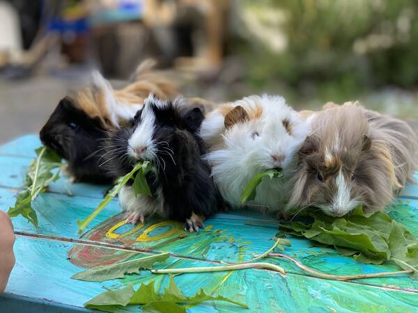 Our COVID project to keep the kids entertained during lockdown at home: four new guinea pig girls for our four girls
